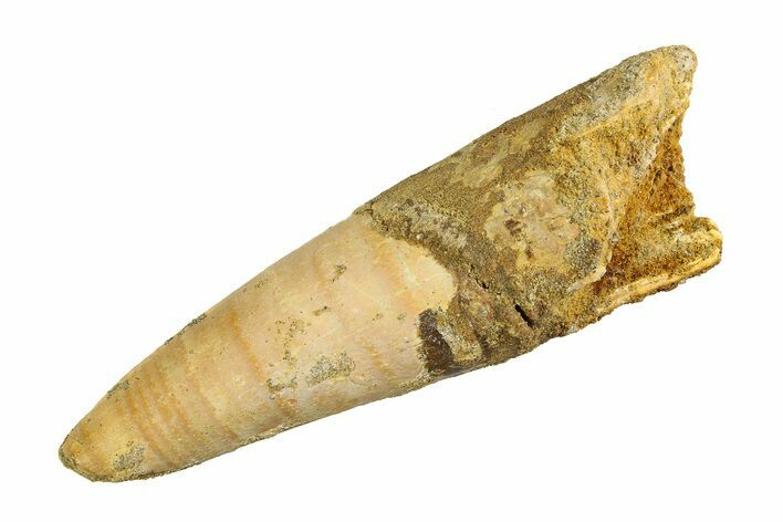 Real Fossil Spinosaurus Tooth - Worn Enamel #351497